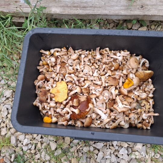 Опята свежие (Сбор под заказ)