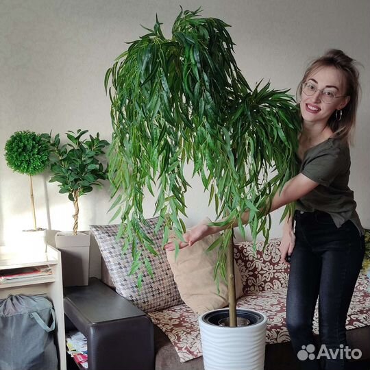 Искусственные деревья фикус, манго, ива, черешня