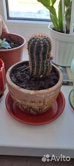 Кактусы и суккуленты