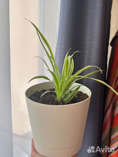 Хлорофитум в хорошем горшке(новый)
