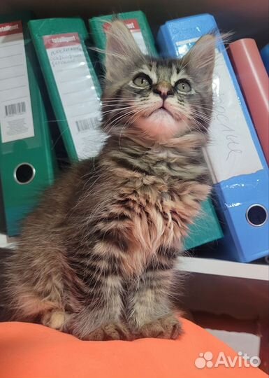 Котята мейн-кун в добрые руки