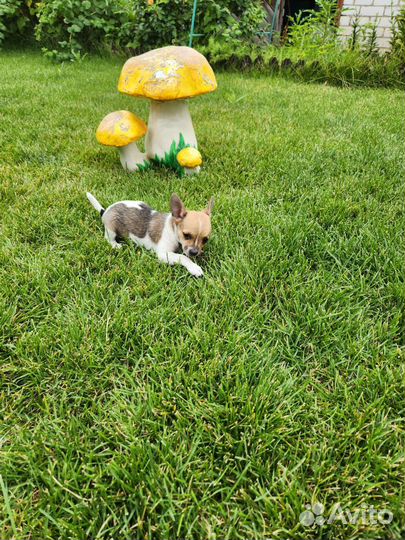 Мини той-терьер щенки