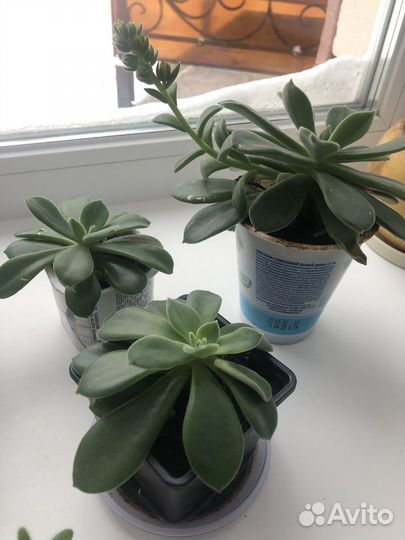 Суккуленты