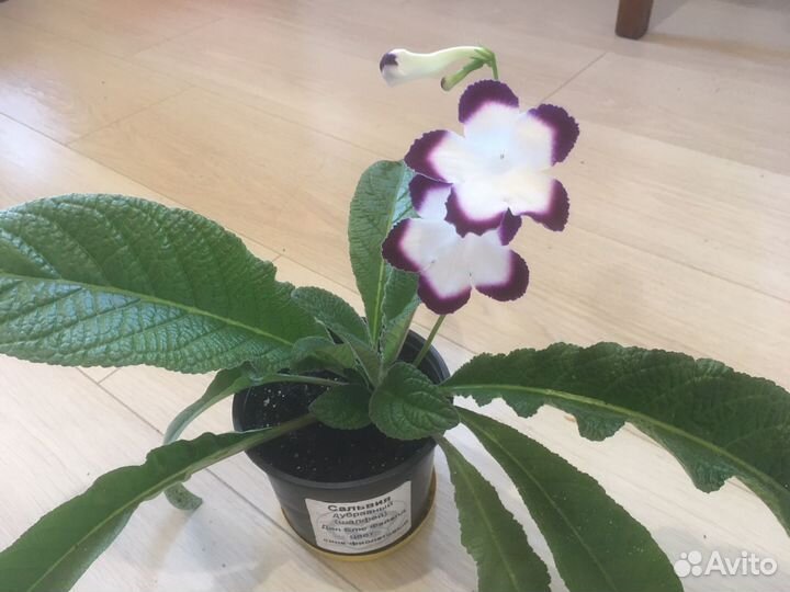 Стрептокарпус