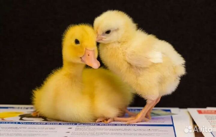 Цыплята бролера