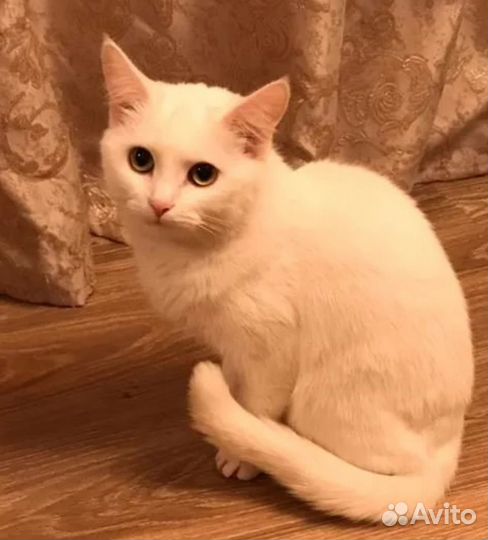 Продам котят