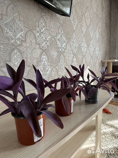 Традесканция