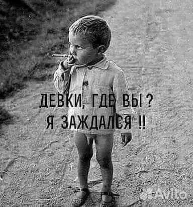 Мини той терьер. Вязка