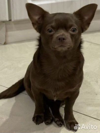 Кобель чихуахуа 2 г