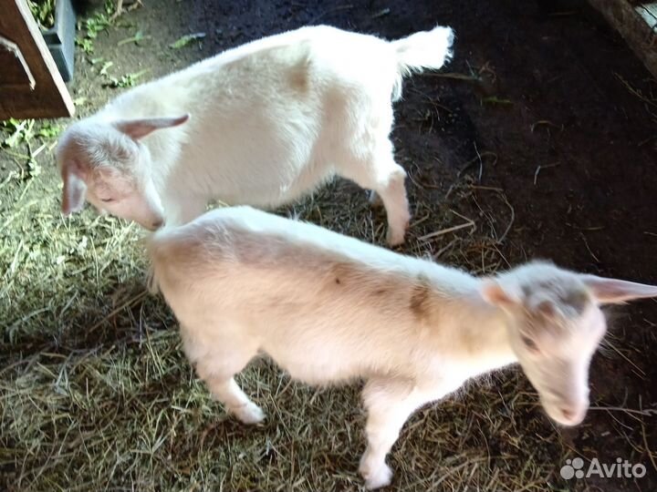 Козлики зааненские