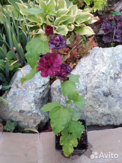 Гибискус древовидный Люси