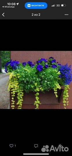 Рассада ипомеи батат, колеусов