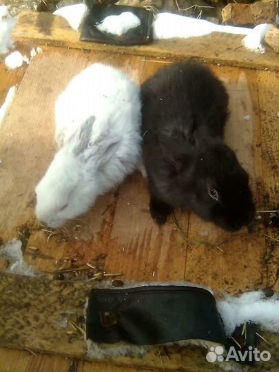 Кролики. Мясо кролика