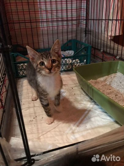 Ах как хочется домой