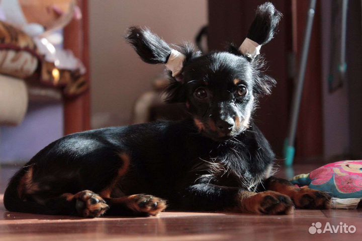 Русский той-терьер mini