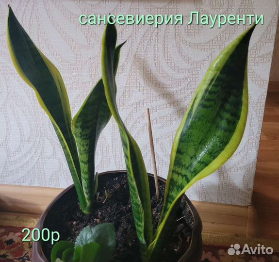 Комнатные цветы