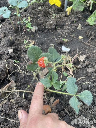 Рассада клубники и земляники