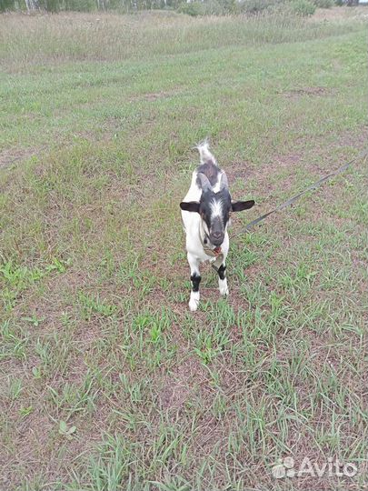 Альпийские козы