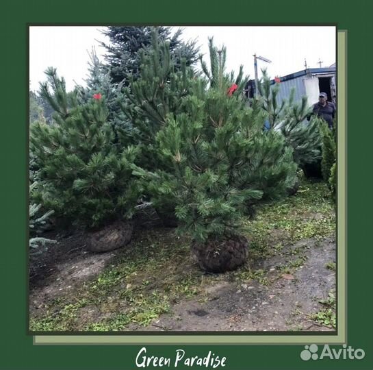 Сосна черная