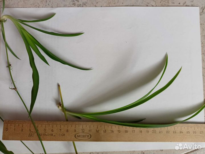 Хлорофитум детка на срез, драцена песня индии