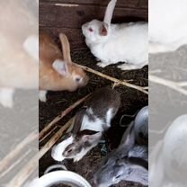 Крольчихи бабочки. Крольчихи с крольчатами, Советск