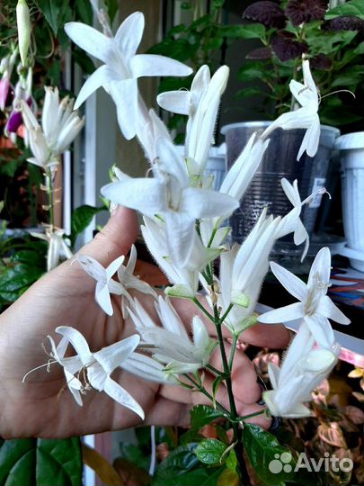 Уайтфельдия