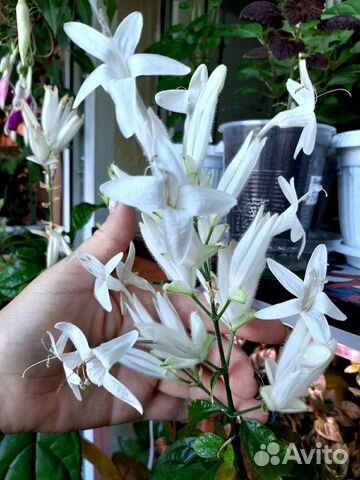 Уайтфельдия