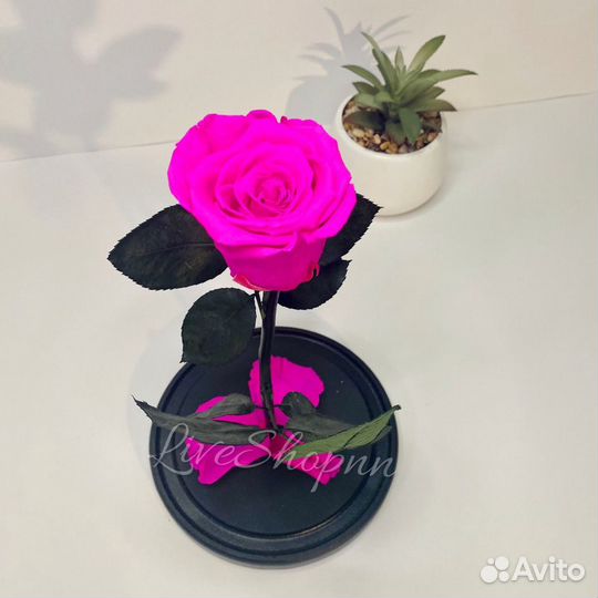 Роза в колбе живая