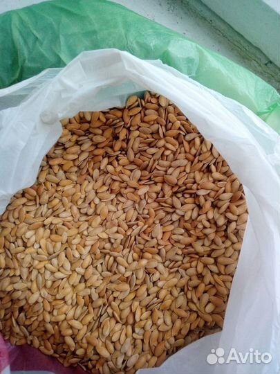 Семена бахчевых культур