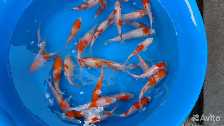 Японский карп кои. Встречаются вуалевые