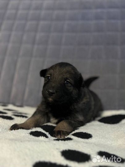 Щенки лайки в добрые руки