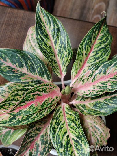 Аглаонема Батерфляй