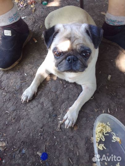 Продаются щенки мопсы