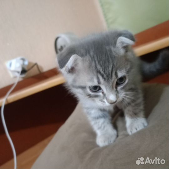 Шотландская вислоухая кошка бесплатно