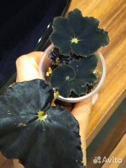 Бегония black mamba