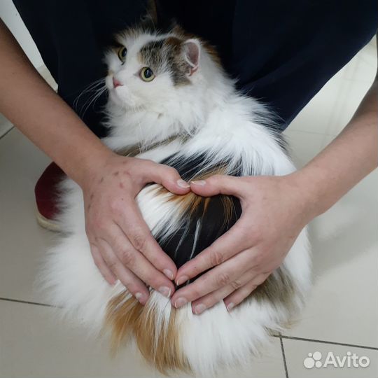 Шикарная кошка