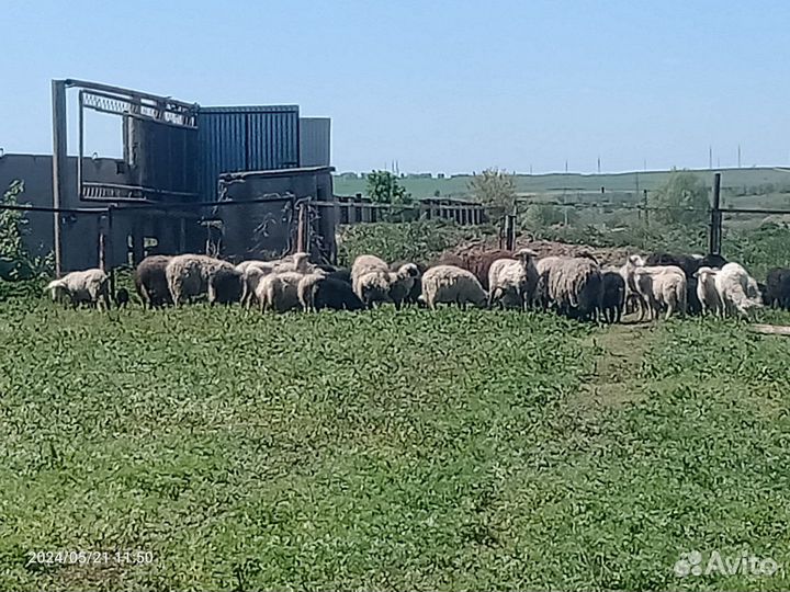 Овцы бараны ягнята оптом