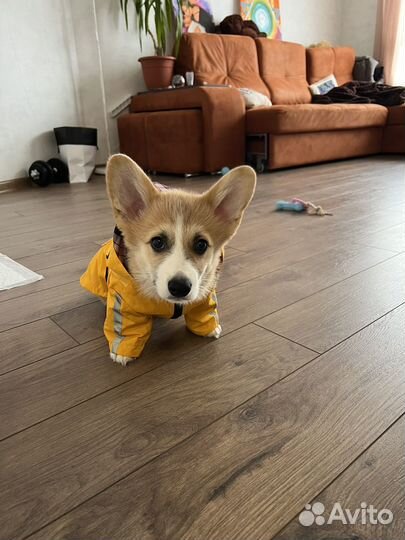 Дождевик для собаки