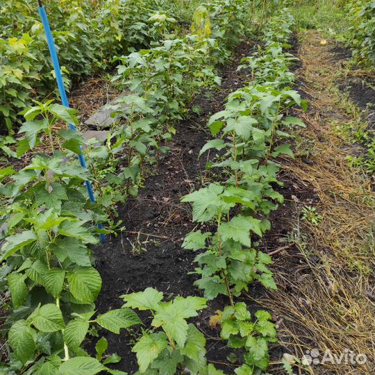 Смородина саженцы