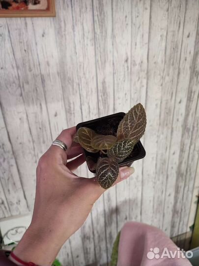 Комнатные цветы,эписции, колеусы