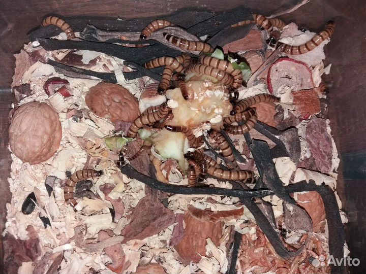 Зофобос (зофобус, зофобас)