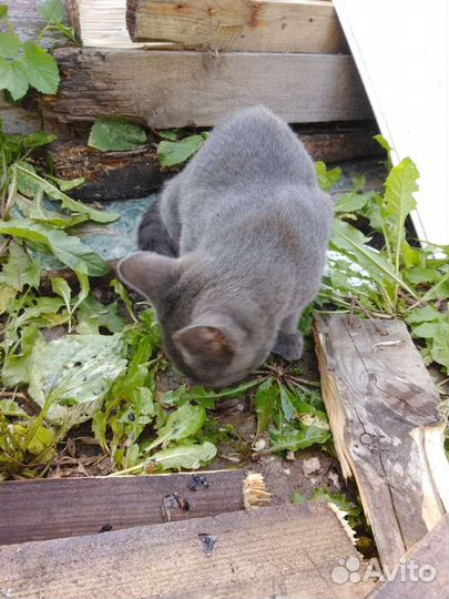 Кошки бесплатно