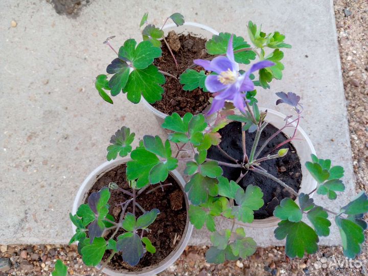 Аквилегия - водосбор