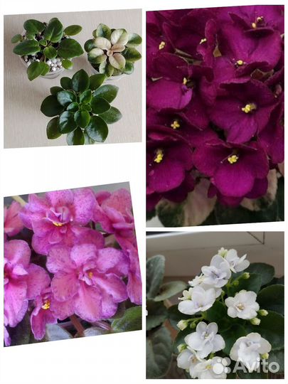 Детки фиалок