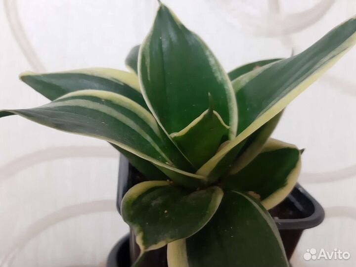 Комнатные растения