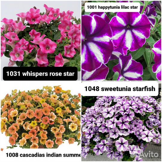 Вегетативная петуния