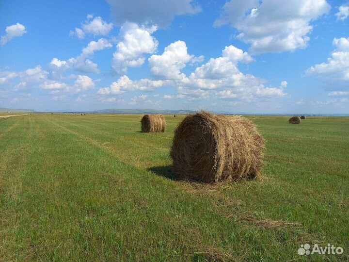 Продам сено в тюках