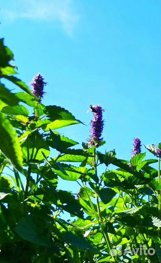 Мята корейская