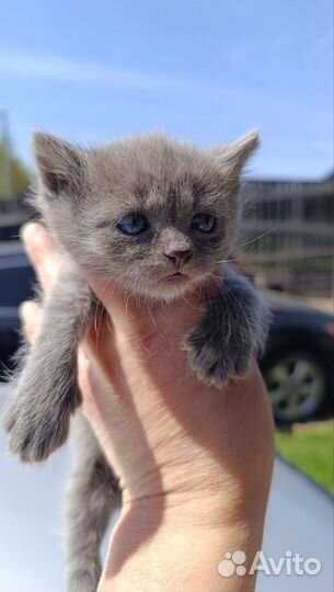 Отдам котят,очень красивые