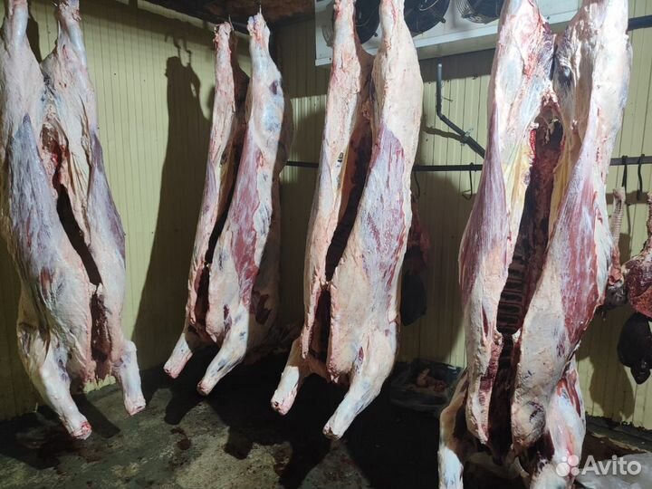 Мясо свинины, говядины, конины и баранины